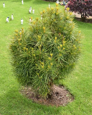 Sciadopitys Verticillata