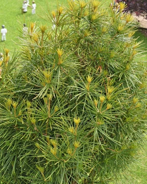 Sciadopitys Verticillata