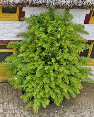 Taxus baccata