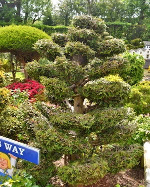 Thuja Occidentalis