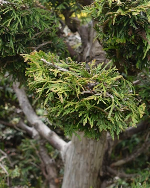 Thuja Occidentalis