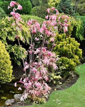 Toona sinensis flamingo