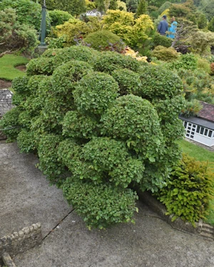 Ulmus procera