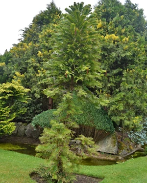 Wollemia nobilis