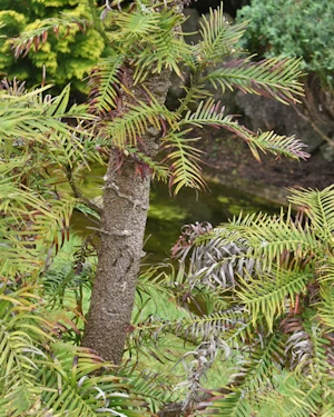 Wollemia nobilis