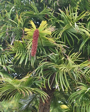 Wollemia nobilis