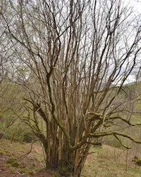 Corylus avellana