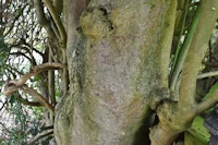 Ilex aquifolium