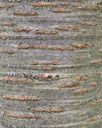 Prunus avium