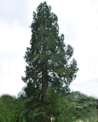 Abies cephalonica