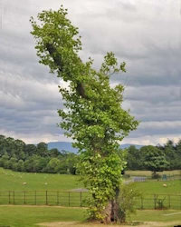 Tulip tree