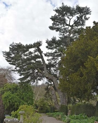 Abies cephalonica