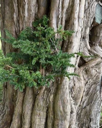 Taxus baccata