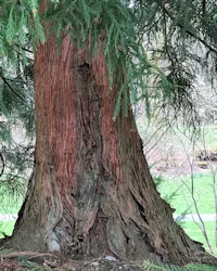Cryptomeria japonica