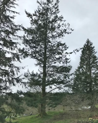 Douglas fir