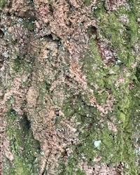 Pseudotsuga menziesii
