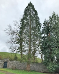 Sequoiadendron giganteum