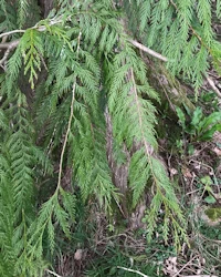 Western red cedar