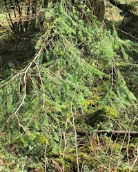 Tsuga heterophylla