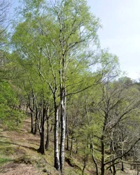 Silver birch