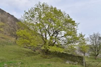 Acer pseudoplatanus