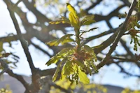 Oak leaf and blossom
