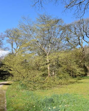 Carpinus betulus