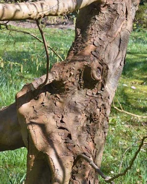 Carpinus betulus