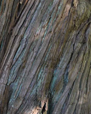 Cryptomeria japonica