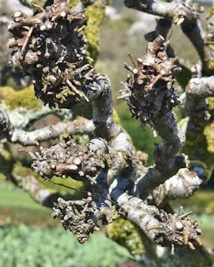 Pyrus salicifolia burr