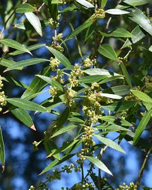 Quercus ilex