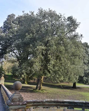 Quercus ilex