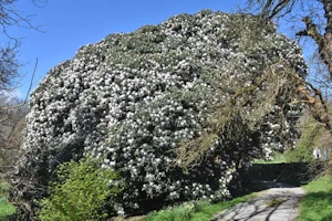 Rhododendron fauriei