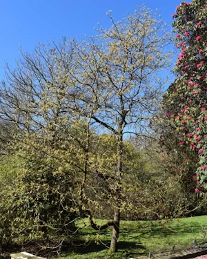 Sassafras tzuma