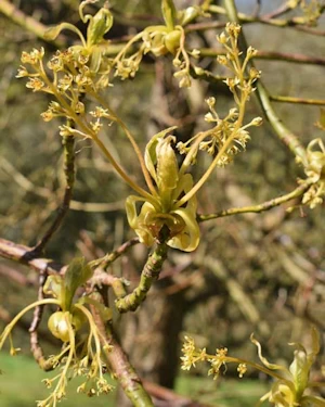 Sassafras tzuma