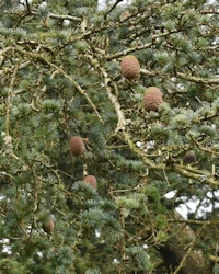 Atlantic cedar cones