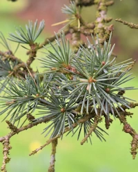Atlantic cedar bark