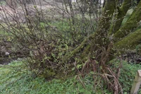 Bird cherry layering