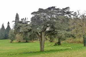 Hutton in the Forest