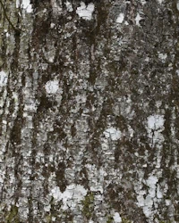 Chestnut bark