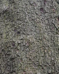 Grand fir bark