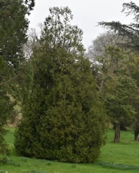 Hiba tree