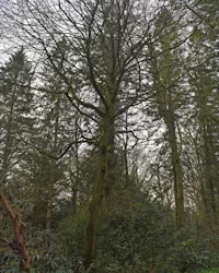 Hornbeam