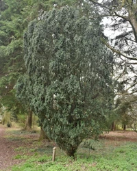 Irish yew