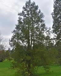Irish yew