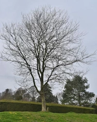 London plane