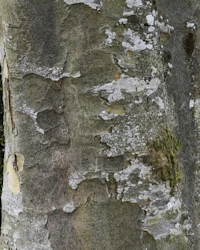 London plane bark