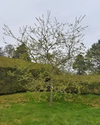 Crab apple Red Sentinel