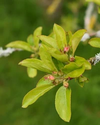 Malus Red Sentinel