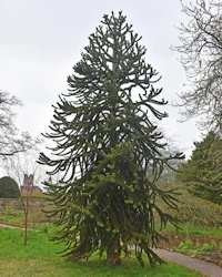 Monkey puzzle